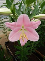 [4210 Canaletto No02.JPG]